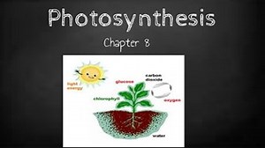 Photosynthesis