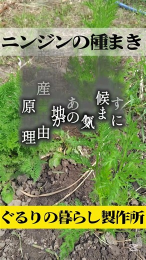 [Critical] Carrot Sowing Tips | Self-Sufficient Living in Hokkaido | We rarely water our fields, ...