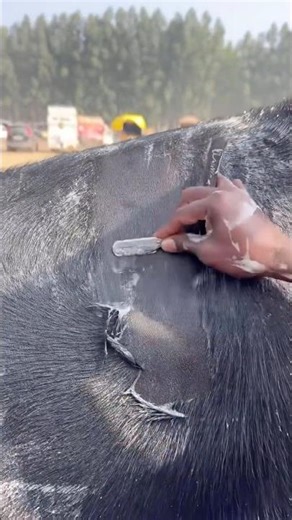 “Cow Hoof Trimming Step by Step 🐄 | Professional तरीका सीखें | Dairy Farming Tips”