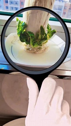 求求你快点长呀，这几天能不能吃上菜就看你有没有出息了#自找乐趣 #快乐心态快乐生活 @DOU 小助手