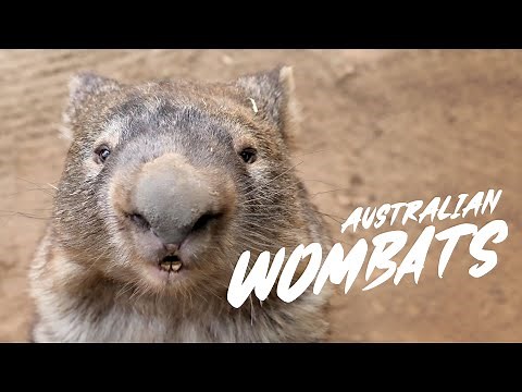 Wombats