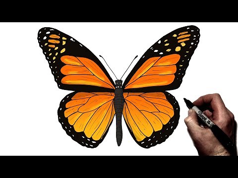 How To Draw A Butterfly | Step By Step