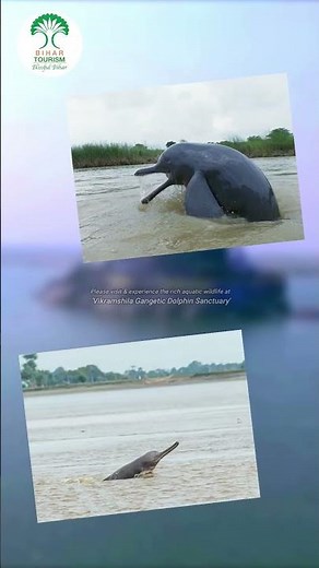 Vikramshila Gangetic Dolphin Sanctuary, Bhagalpur | Bihar Tourism