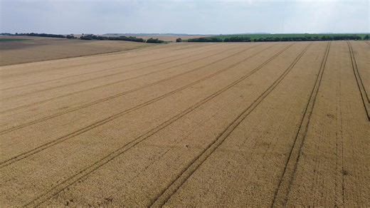 Field, Crops, Farming. Free Stock Video