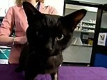 Vet gets creative with vodka drip to treat cat who drank antifreeze