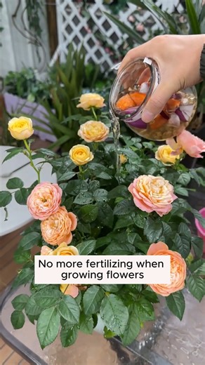 Four types of water for flower cultivation #gardeninggoals #gardeningistherapy #gardeningtips #gardeninglife #gardening_love #gardeninguk #gardening101 #gardeningtools #gardeningislife #gardeningtherapy #gardeningknowhow #gardeningseason #gardeningismytherapy #gardeningmakesmehappy #gardeningaustraliamag #gardeningday #gardeningideas #gardeningphoto | Addicted Gardening