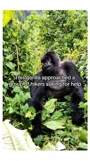 268K views · 10K reactions | Can animals and humans communicate? 凉 #gorilla #wholesome #animals | Lovingcreaturez | Facebook