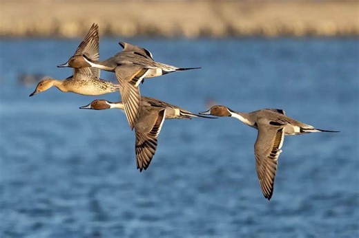 This Year's Duck Hunting Numbers Point to a Great Season - Game & Fish