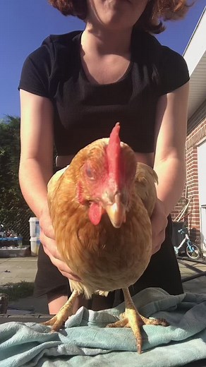 Chicken_Dance_ sur TikTok