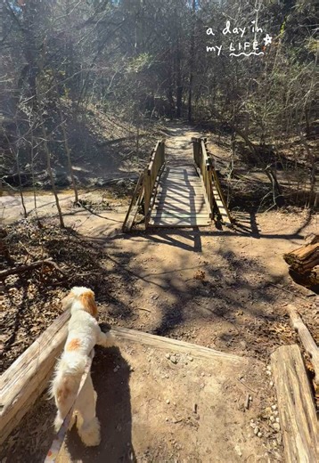 Best Hiking Trails for Dogs