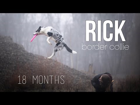 Rick Border Collie, 18 months .: Tricks, Frisbee & Fun :.