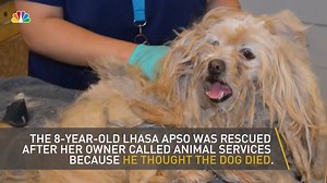 20K views · 174 reactions | Once the dog heals, she will be put up...