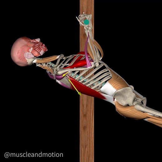 Muscle & Motion on Instagram: "🔥Anatomy analysis: Australian Pull-up 🔥 Looking to strengthen your upper body and improve your pulling strength? The Australian Pull-up is a fantastic exercise that targets multiple muscles while providing a unique variation to your standard workout routine. This exercise engages various muscles: 🔹The latissimus dorsi, our primary focus here, extends the shoulder. 🔹The biceps brachii flex the elbow. 🔹The posterior deltoid assists in shoulder extension. 🔹The t