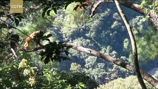 Located in southern China, the Hainan Bawangling National Nature Reserve is the sole habitat of the Hainan black-crested gibbon. With improvements in rainforest protection efforts, the population of the world's rarest primate has reached 42 this year. | CGTN
