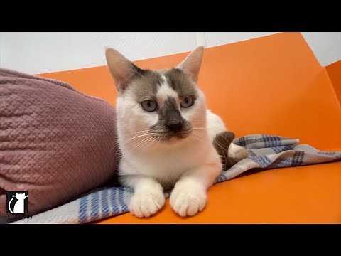 Siamese Cat Markings Explained: Snowshoe, Lynx Point & More!