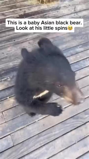 The sun bear is the smallest species of bear, native to the tropical forests of Southeast Asia. It has a distinctive yellow or orange crescent-shaped marking on its chest, which resembles the rising sun, giving it its name. Known for its long tongue, sun bears use it to extract honey from beehives, earning them the nickname “honey bear.” Fun fact: A sun bear’s tongue can be up to 10 inches (25 cm) long, perfect for slurping up honey and insects from hard-to-reach places! Credit unknown Please DM