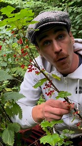 Foraging WILD Redcurrant! #foraging #forage #redcurrant #wildfood | Forage For Knowledge
