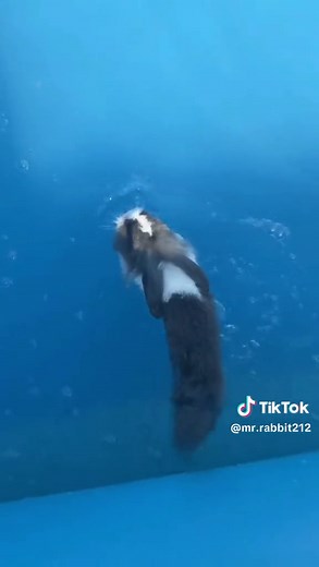 Rabbits can swim. #rabbit #cute #pet