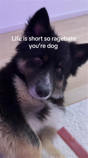 #tiktokstudio #dog #hund #cutetrend #fyp