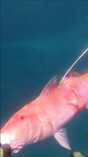 Spearfishing Stunningly Colorful Fish in Hawaii’s Reef