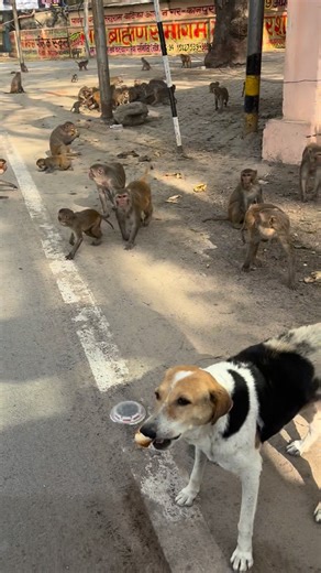 Ashok Maheshwari | 13/2/2026 #animallovers #jaibajrangbali | Instagram