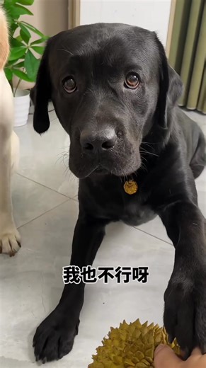 2.7K views · 79 reactions | Funny dog  #october31 #halloween #halloweenweekend #halloweenspecial #halloweentheme #spookyseason #halloweenweek #humor #petmemorial #petadoption | FUNNY DOGS | Facebook