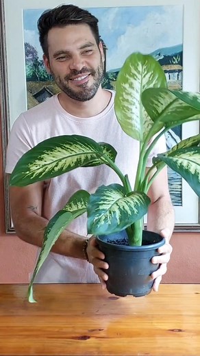 Amora Jardins no TikTok