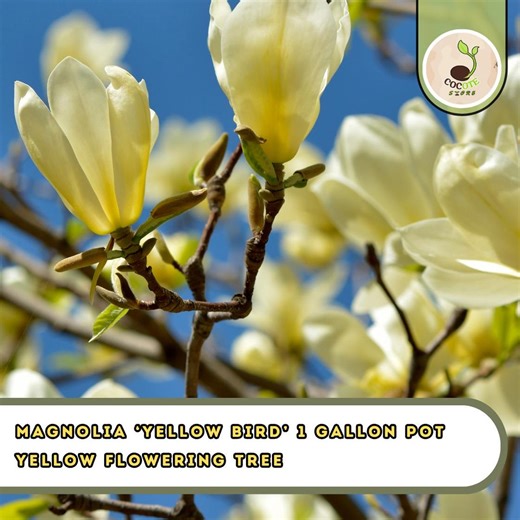 Magnolia Live Plant ‘yellow Bird’ 1 Gallon Pot Yellow Flowering Tree - Etsy