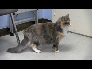 Adoptable Pet of the Week - Lucky the Calico Cat