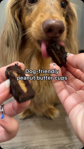 6.9K views · 178 reactions | Dog-friendly peanut butter cups! It’s always a little messier cooking with Chef Roswell, but always more fun. Let me know if you try these out! #dachshund #dogtreats #homemadedogtreats #recipe #peanutbuttercups #dogrecipes #reesescups | Roswell Weenie | Facebook