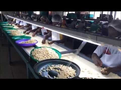 Cashew Processing in Ghana