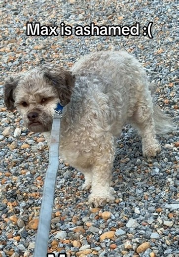 Lil’ Max (@max.hawt.dawg)’s video of MAX