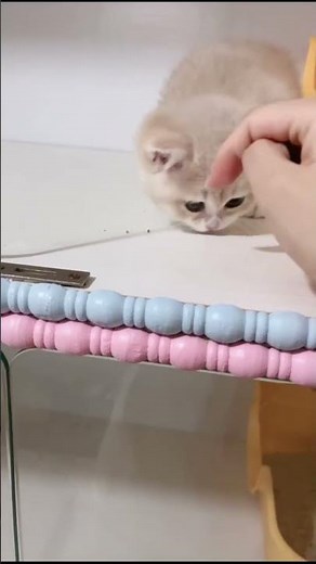 Playful kitten cuteness overload! #Shorts