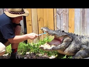 Why This Man Isn't Afraid To Brush This Massive Alligator's Teeth