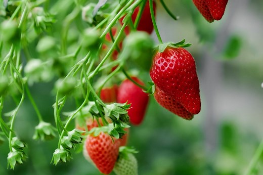 Prevent Strawberry Pests Organically