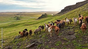Aerial Panoramic Footage of Wild Horses, Iceland. Slow Motion Drone 4k Footage, Rural Landscape.