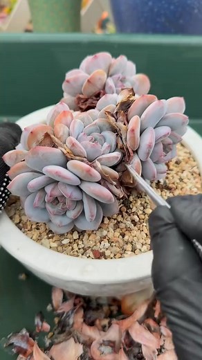 271.Settle in for an extended ASMR session as I peel away layers of dry succulent leaves. Enjoy every satisfying snap and crisp sound for pure relaxation and plant care bliss. 🌿✨ #ASMR #SatisfyingSounds # | Sophia Bennett