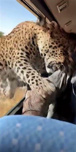 Unexpected Leopard Encounter Leaves Tourists Screaming! #leopardencounter #scarymoments #viralshorts