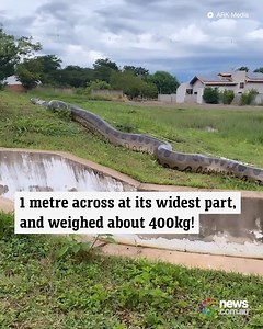 Over 9 metres of snake... it's a no from us! 😳 | News.com.au