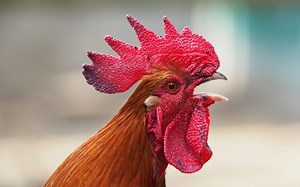 Man Killed By Rooster While Heading To A Local Cockfight