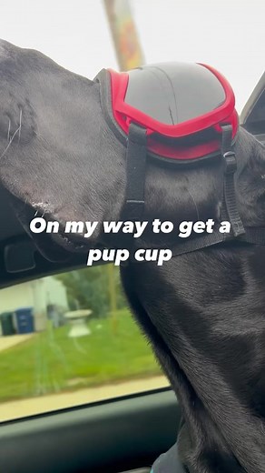 I just want a pup cup. #greatdane #greatdanelife #greatdanecommunity | Larry_the_great_dane