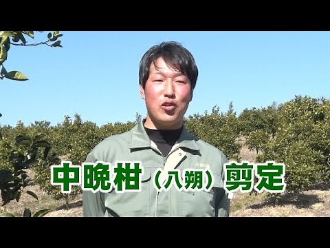2021年八朔の剪定について【JA紀の里】