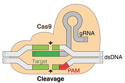 CUT! How Does CRISPR Work? | Lesson Plan