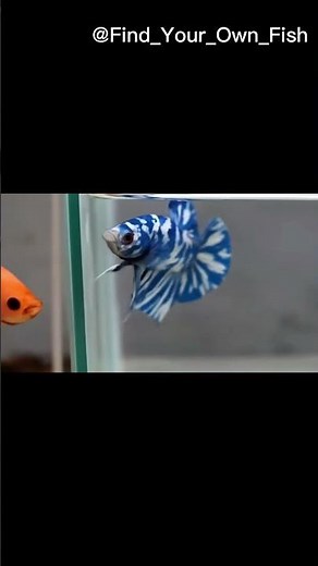 The Secret Life of Rare Blue Betta Fish
