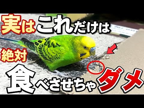 【特集】絶対セキセイインコに食べさせてはいけないモノ