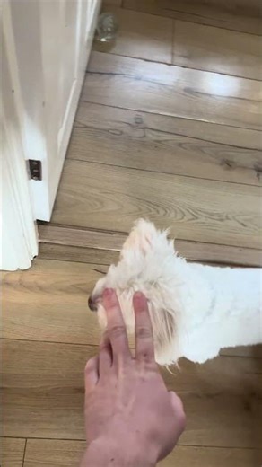 3️⃣0️⃣th December bichon vs postman #youtubeshorts #bichonfrisepuppy