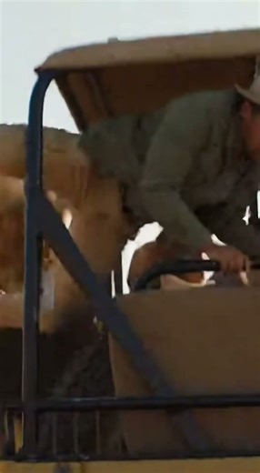 This Lion Won't Stop Chasing #lionchasе #safari #wildlife