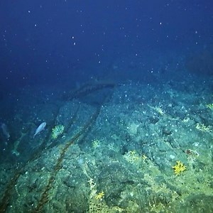 18K views · 265 reactions | Scientists are using specialist cameras to explore some of the deepest parts of the ocean. They have discovered that destructive fishing practices are causing long-term damage to ecosystems in the deep ocean https://econ.st/3bIgfvm | The Economist | Facebook