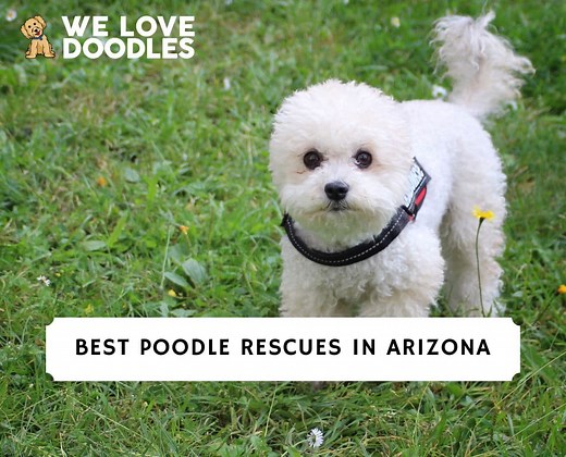 4 Best Poodle Rescues in Arizona! - We Love Doodles