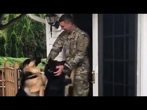 Ecstatic dogs squeal in happiness upon owner's return